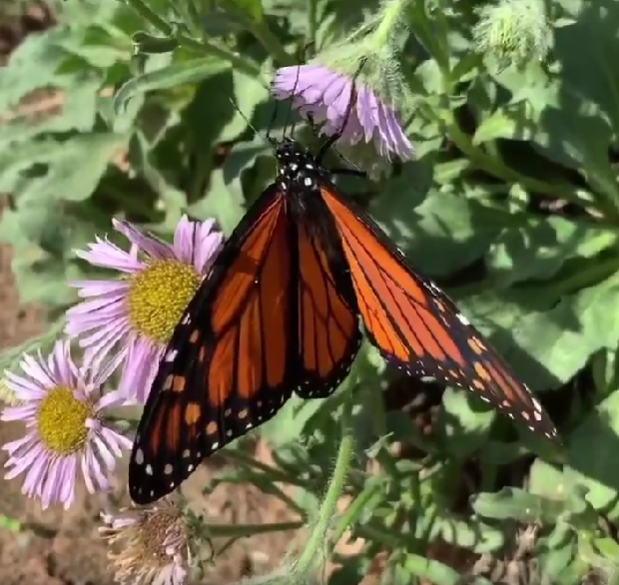 Easy Ways to Help Monarchs This Winter