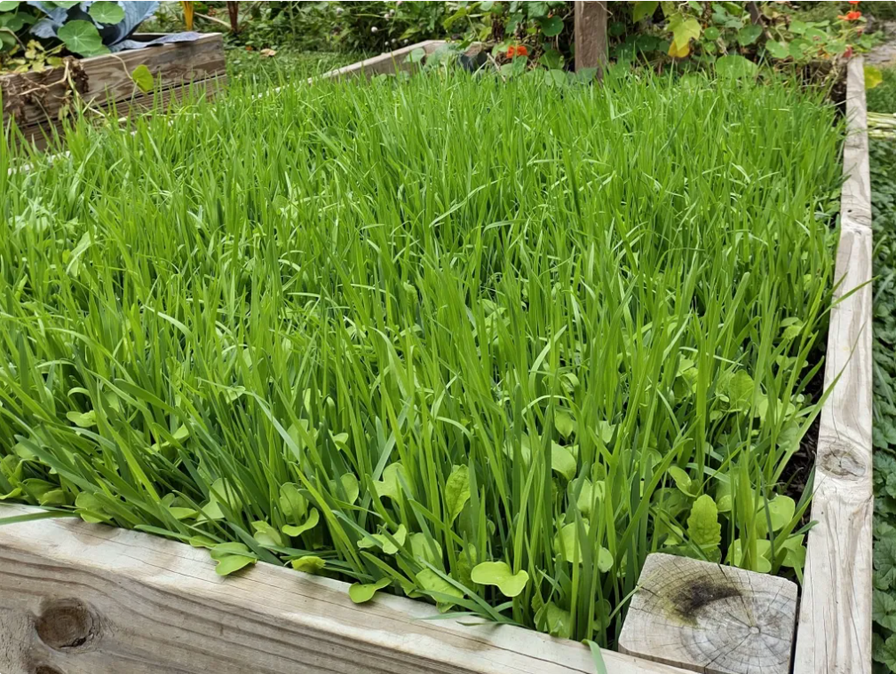 The Benefits of Cover Crops in San Diego Gardens