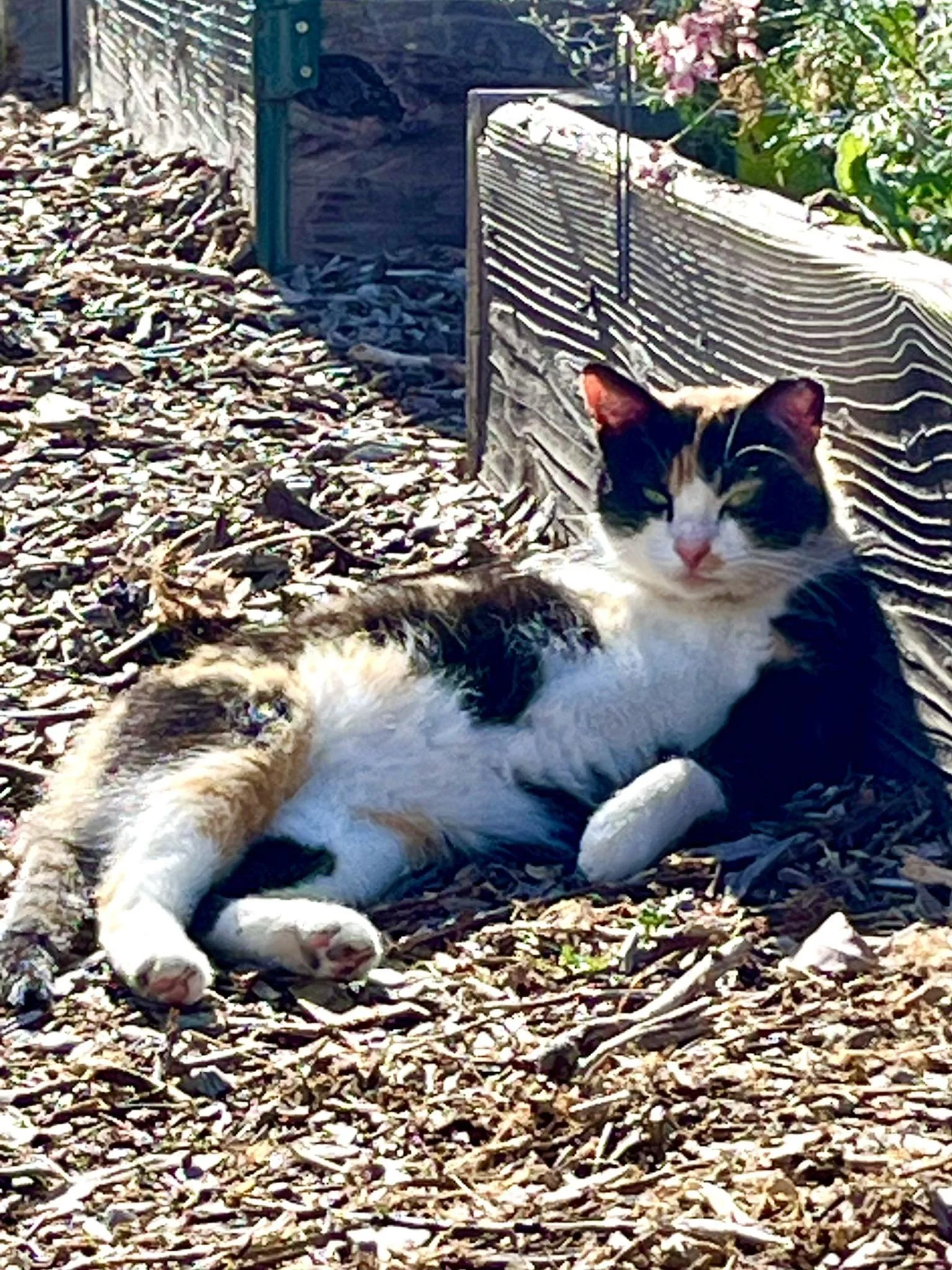 SCCG Cats Mamma C_1_5.2025.jpg