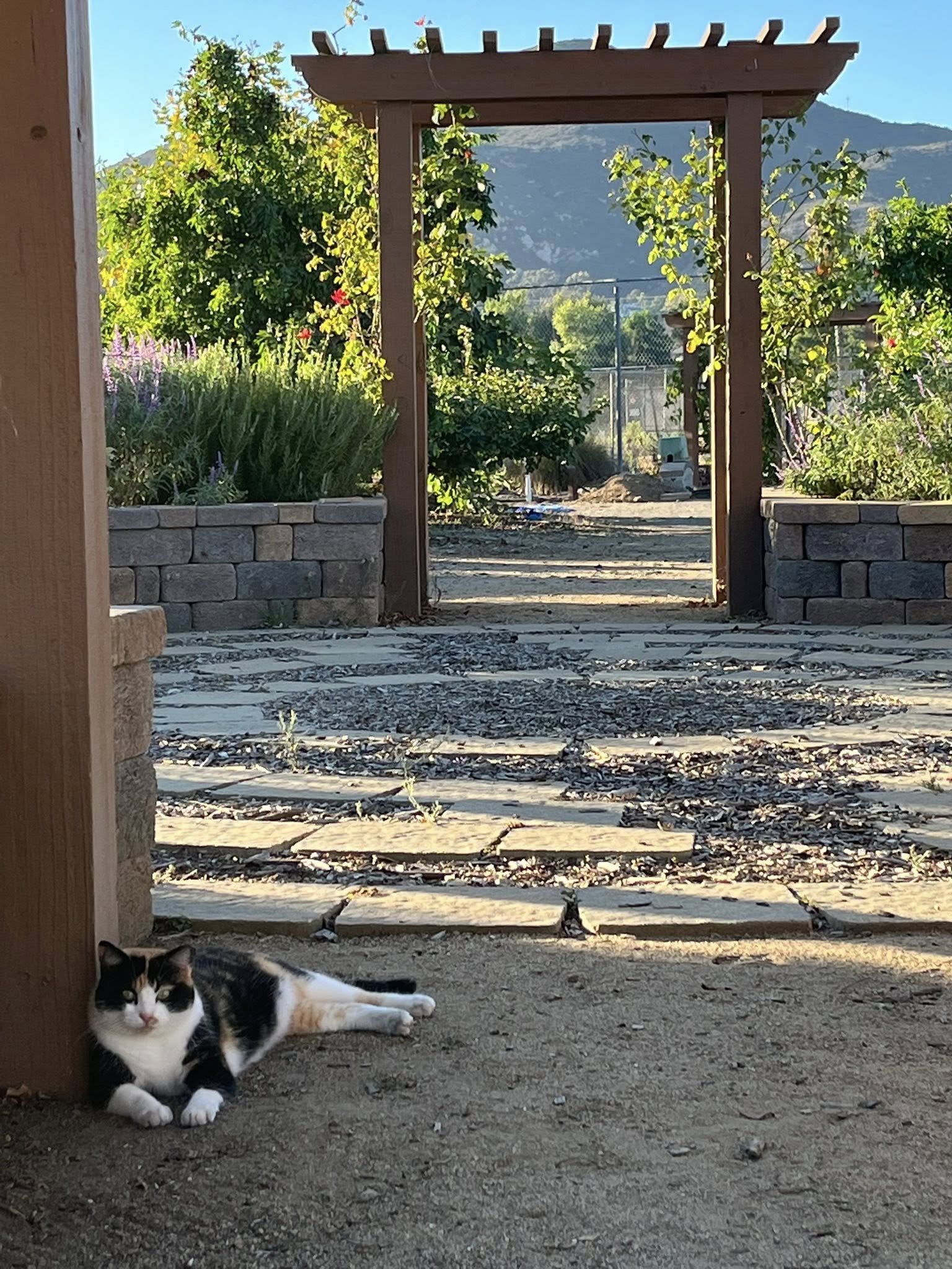 SCCG Cats Mamma C_1_9.2025.jpg