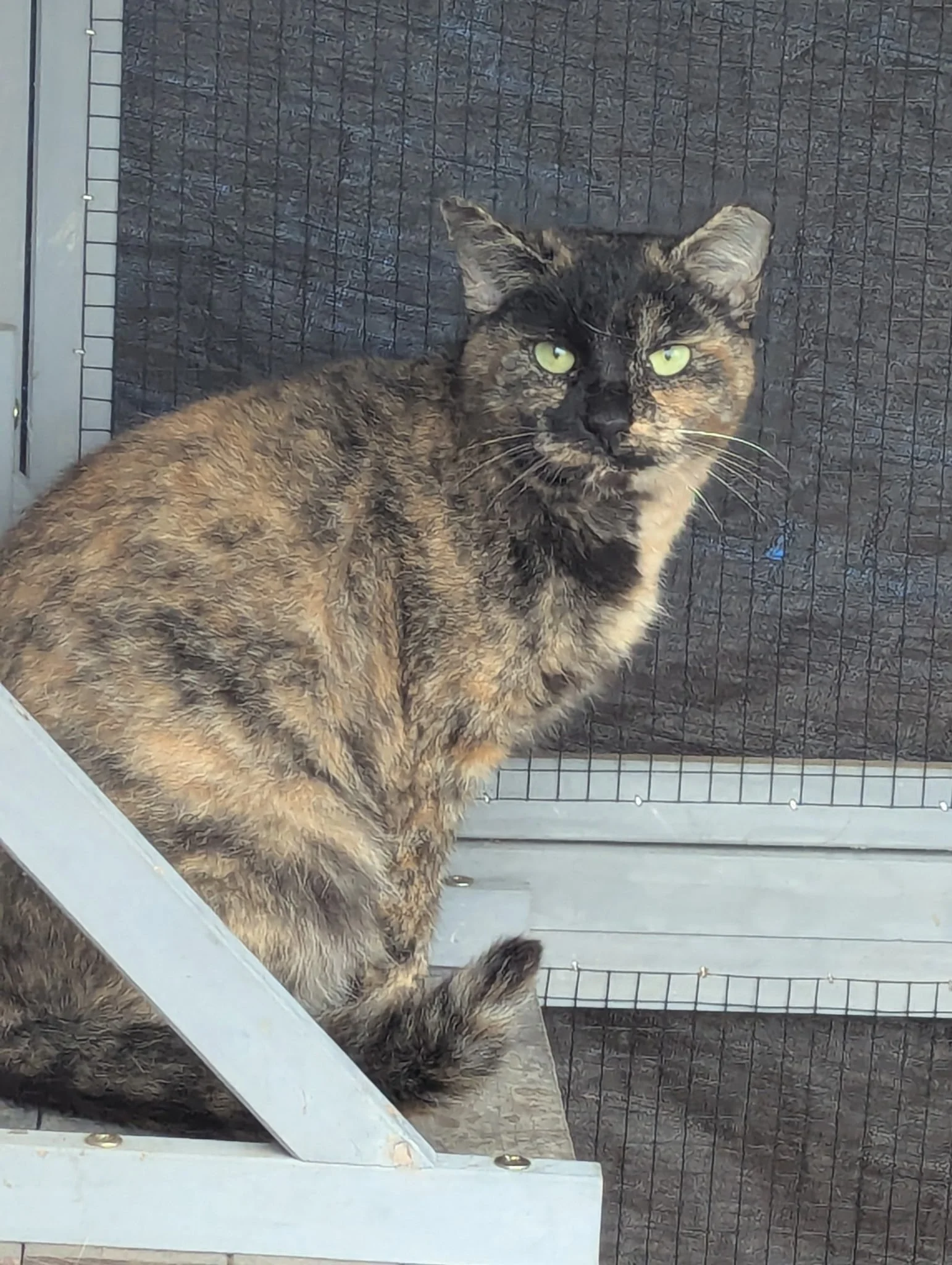 SCCG Cats Fern_2_12.2025.jpg