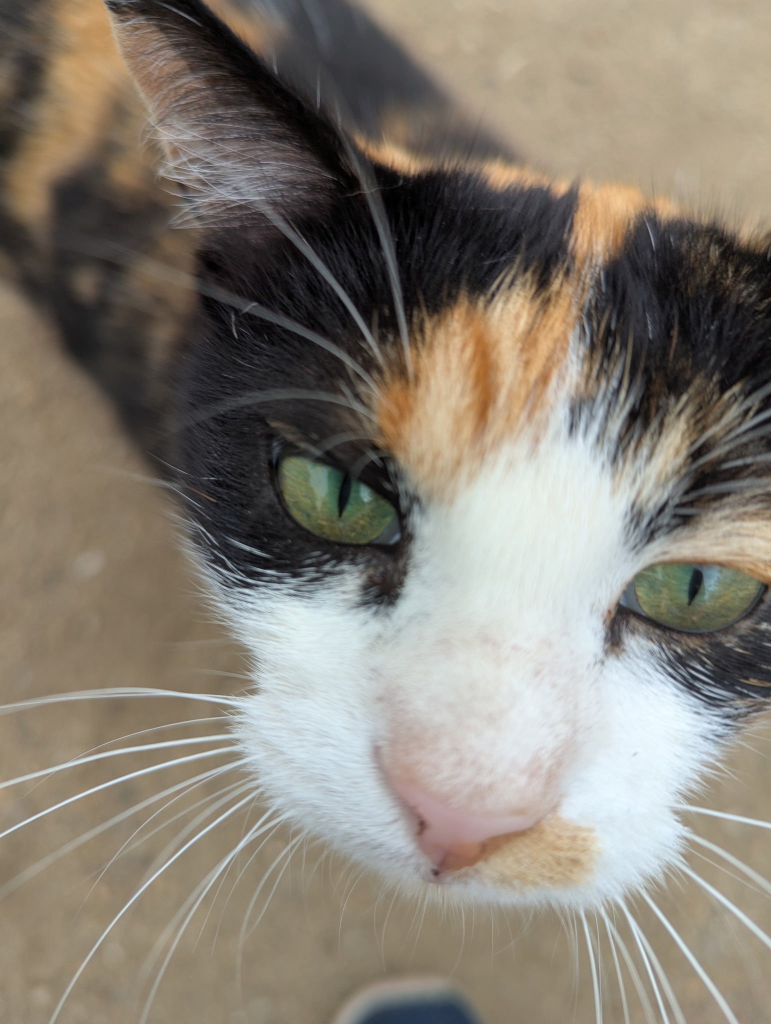 SCCG Cats Mamma C_3_12.2025.jpg