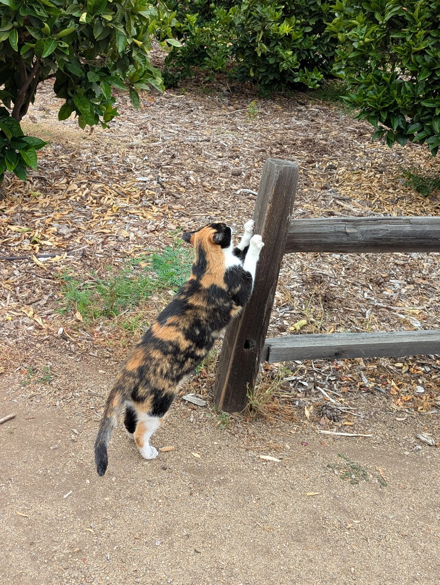 SCCG Cats Mamma C_4_12.2025.jpg