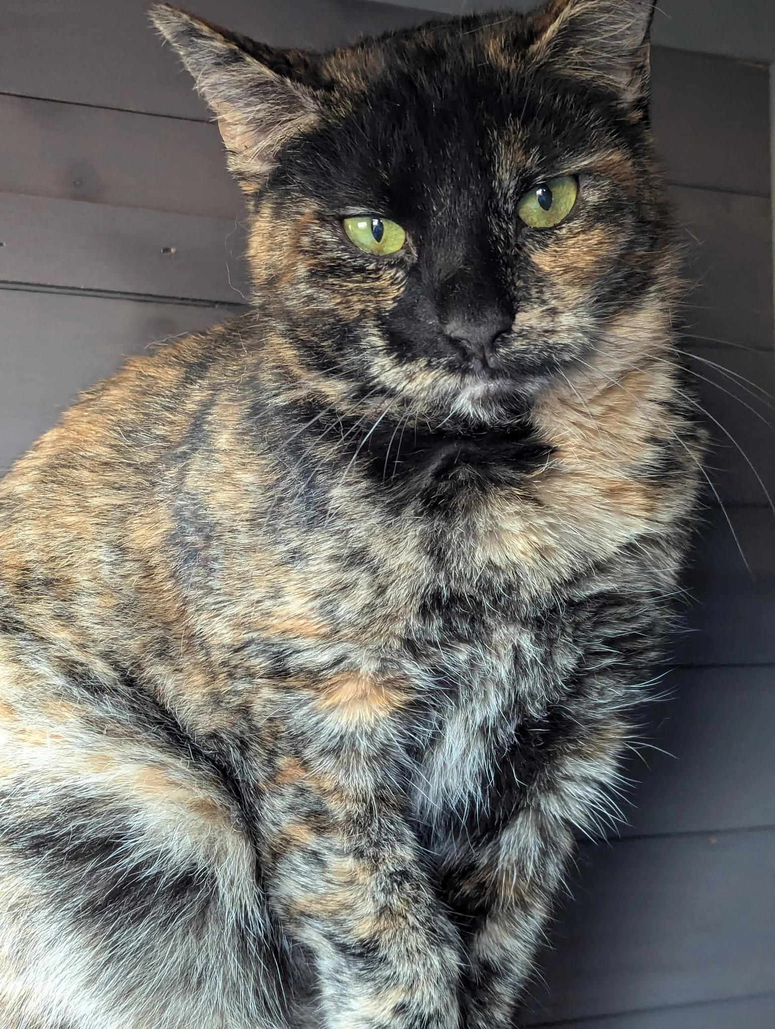 Fern, SCCG rescued barn cat