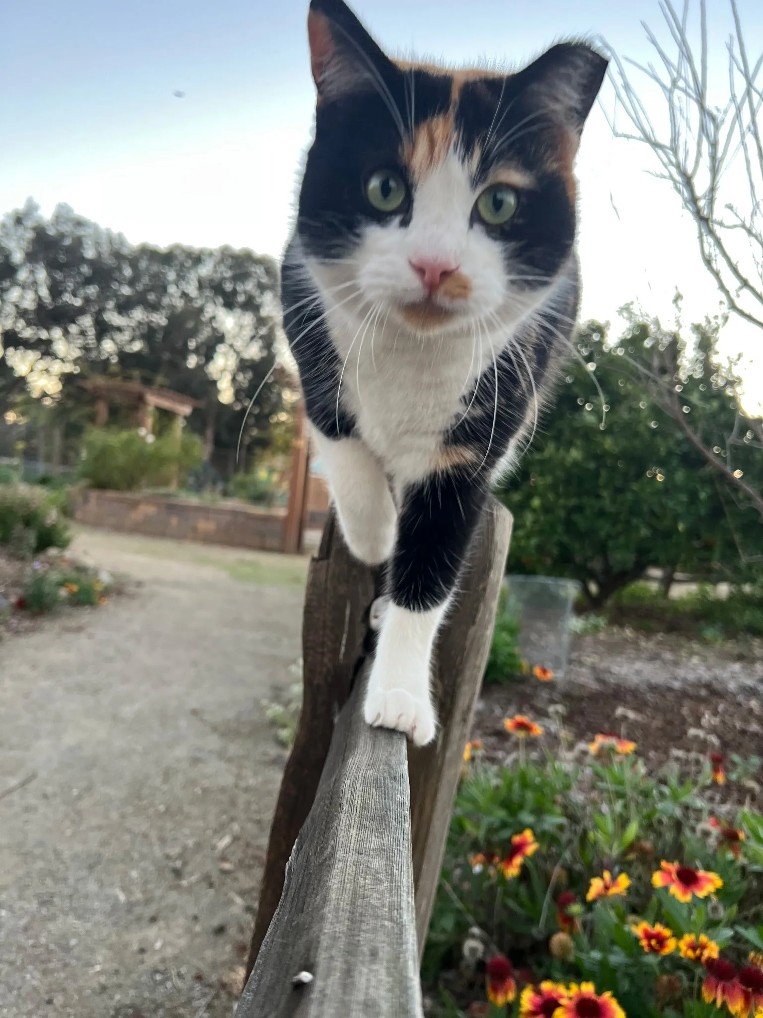 SCCG Cats Mamma C_5_12.2025.jpg