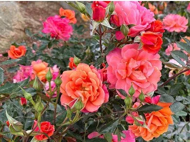 Rose Care with San Diego’s award-winning Master Rosarian, Ruth Tiffany
