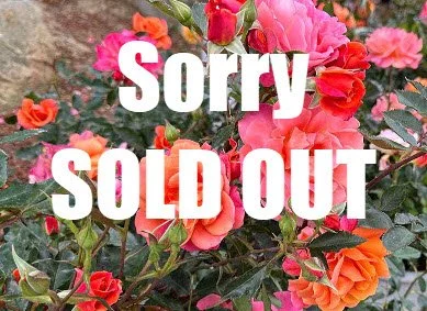 Rose Care with San Diego’s award-winning Master Rosarian, Ruth Tiffany