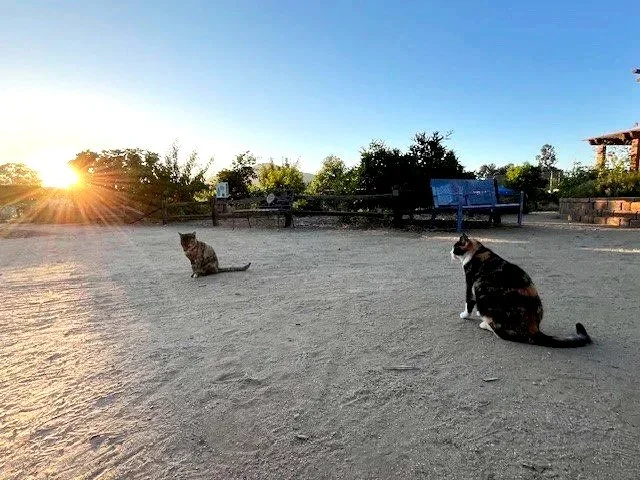 Cats+at+sunset.webp