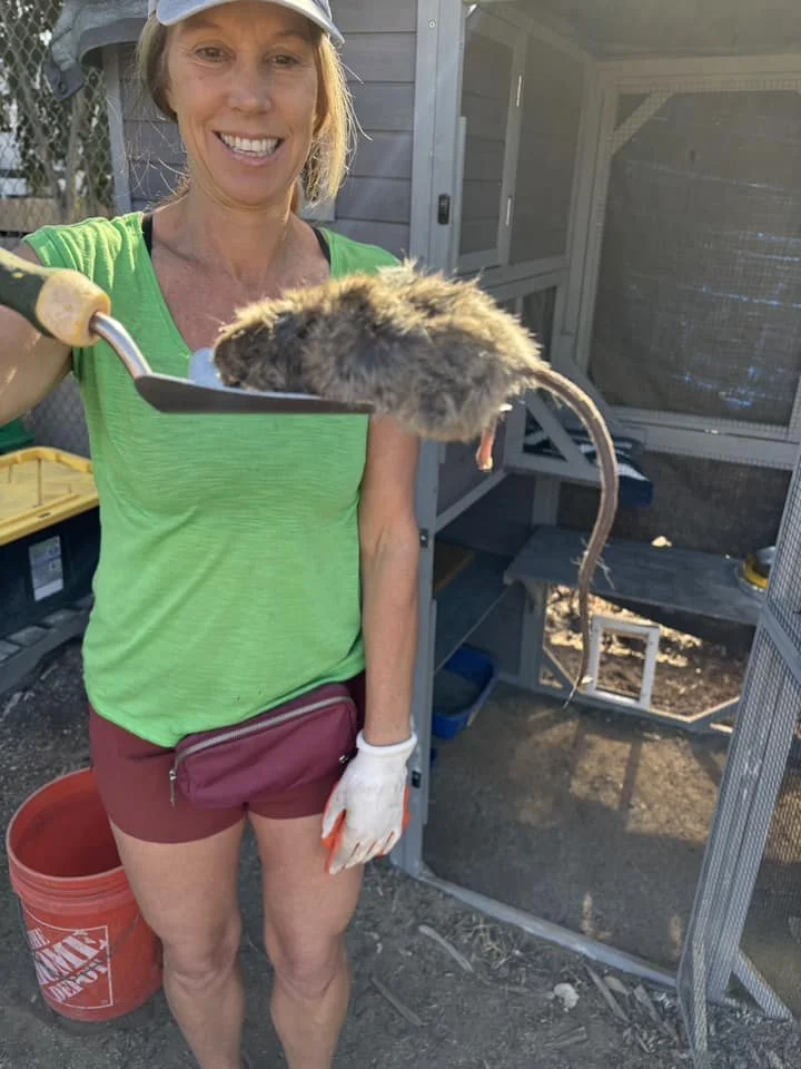 SCCG Rescue Cats became the Guardians of the Garden - photo shows one of their rat-tastic kills.