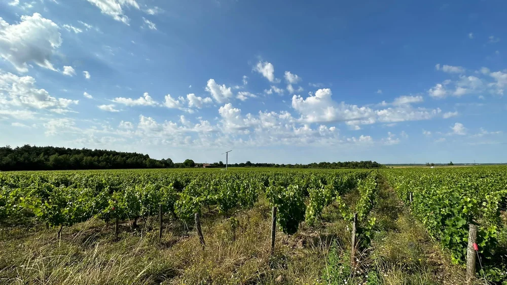  VINEYARD MONTLOUIS SUR LOIRE.JPG