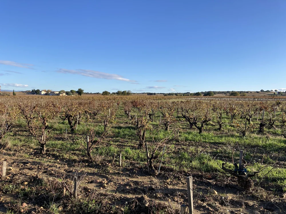  CHATEAUNEUF DU PAPE1.JPG