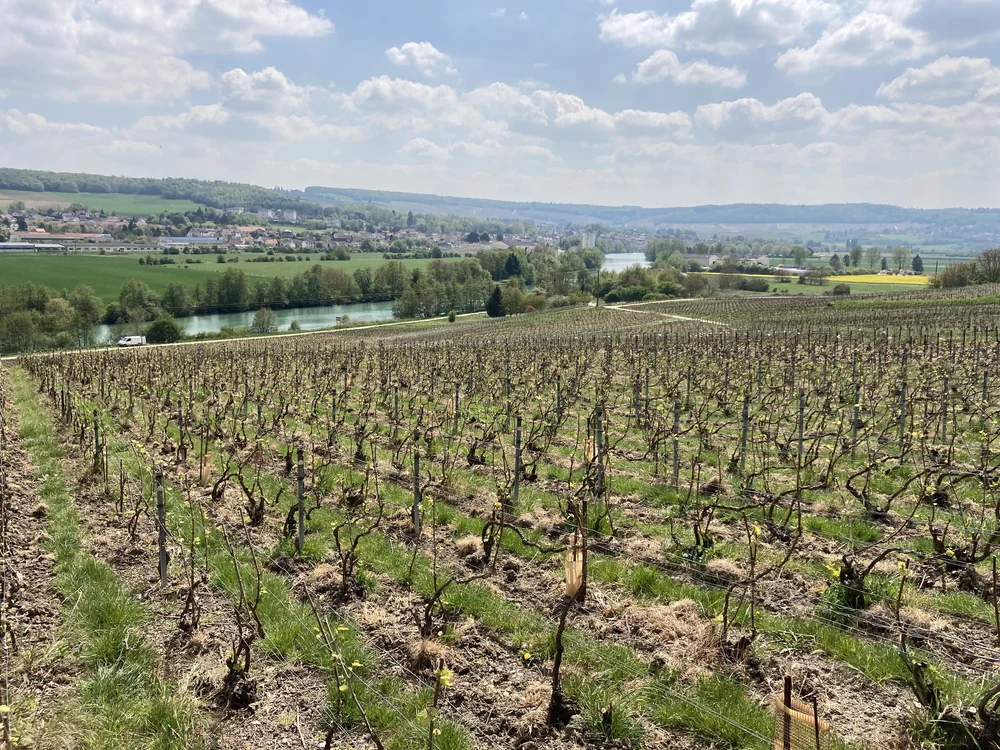  VINEYARD CHAMPAGNE.JPG