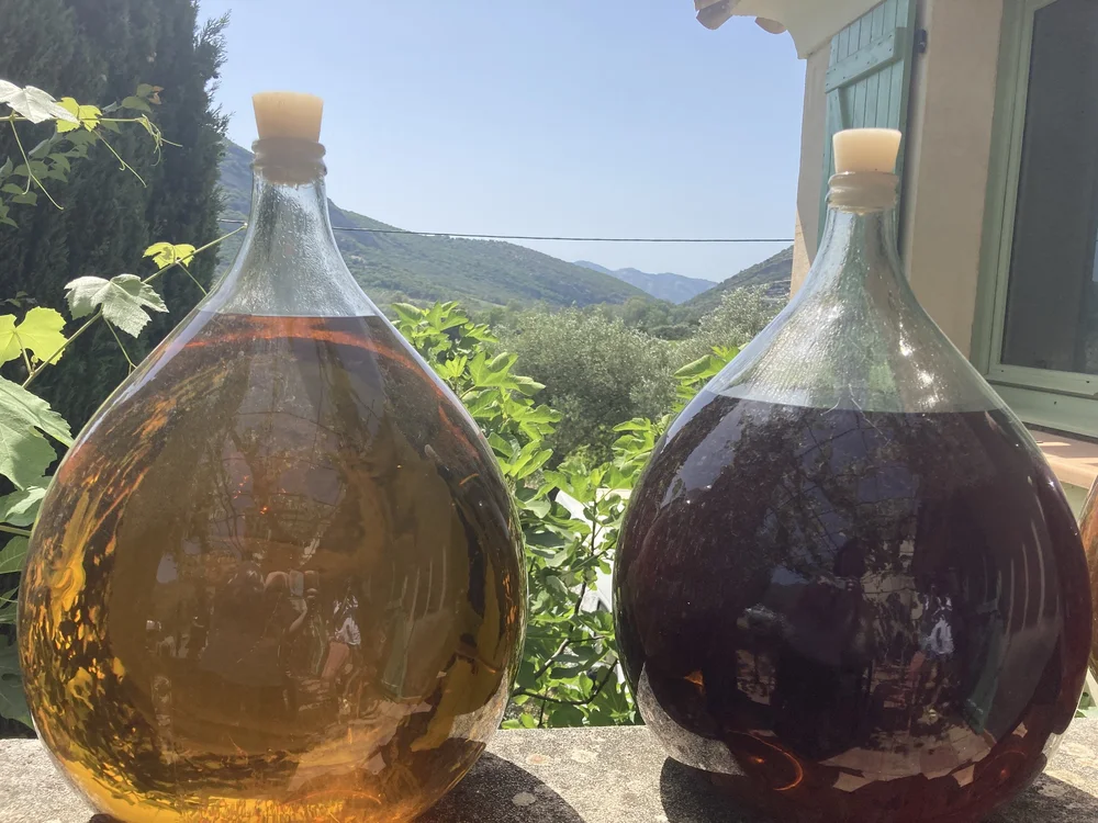  DEMI JOHNS MUSCAT CAP CORSE1.JPG