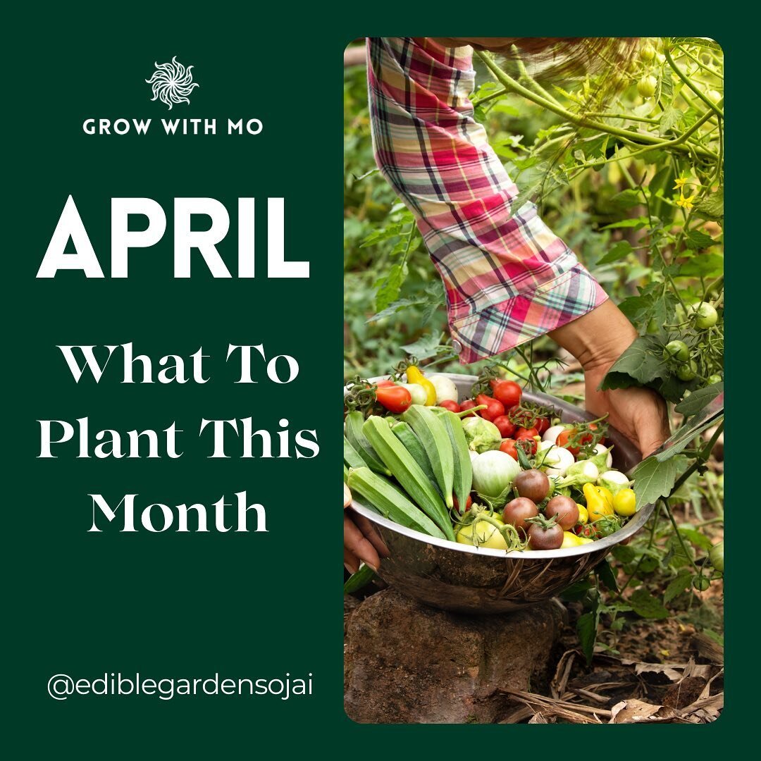 April is a big planting month! Mild enough to sneak in a few cool-season crops, warm enough to start the summer favorites. Get out there and get planting 🧑&zwj;🌾

What are your fav things to plant in April? Let me know below! ⬇️

🍅🥕🥬🥒🫑🌶️🍆

#