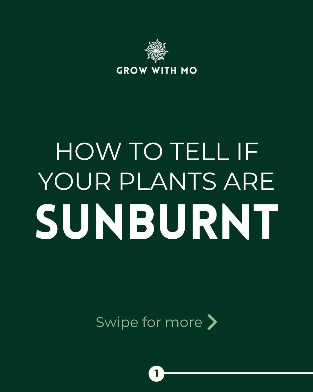 Is your plant looking a little&hellip; crispy? ☀️
The SoCal sun is no joke&mdash;especially in the summer. If your plants are suddenly pale, spotted, or curling up, they might be sunburnt. Swipe through to learn how to spot the signs and help them re