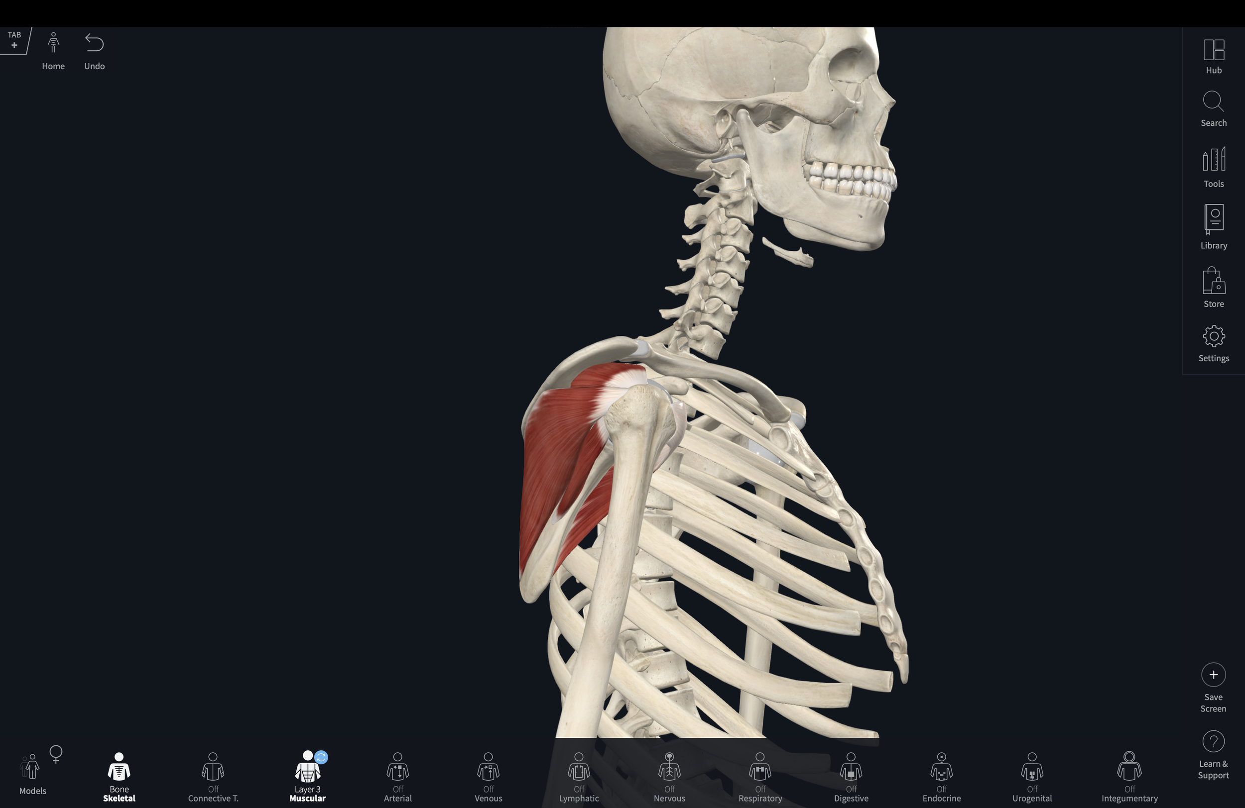 The Rotator Cuff