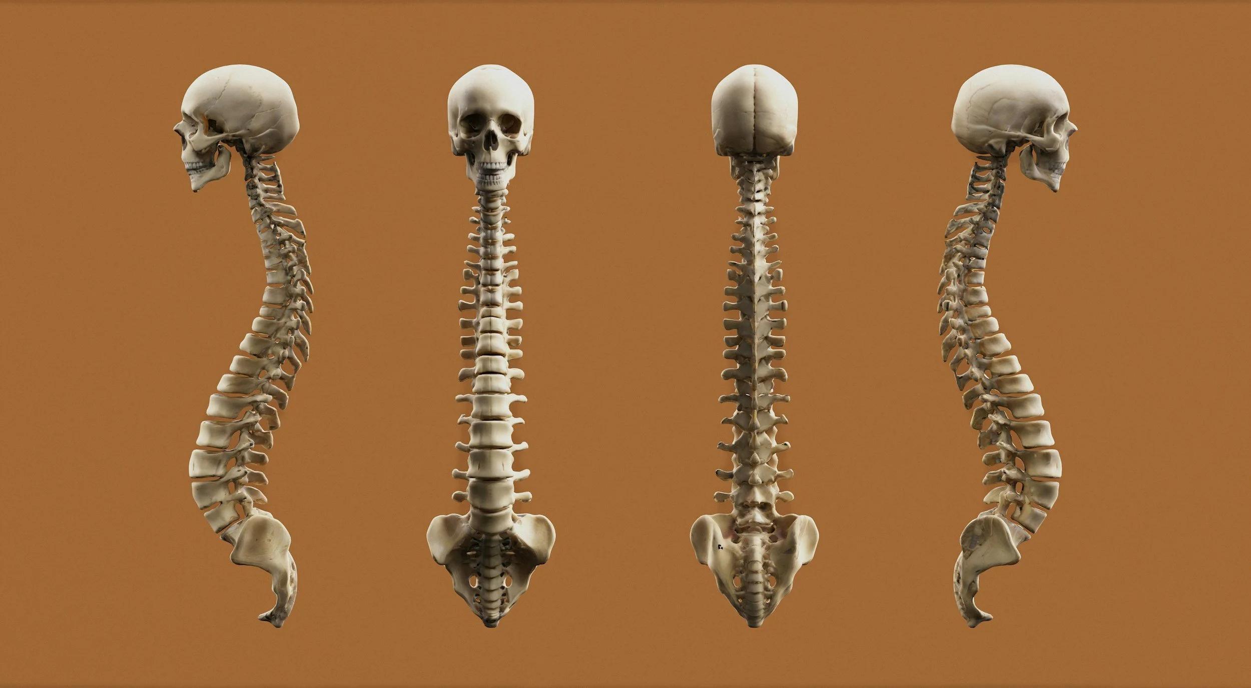 Spinal Flexion