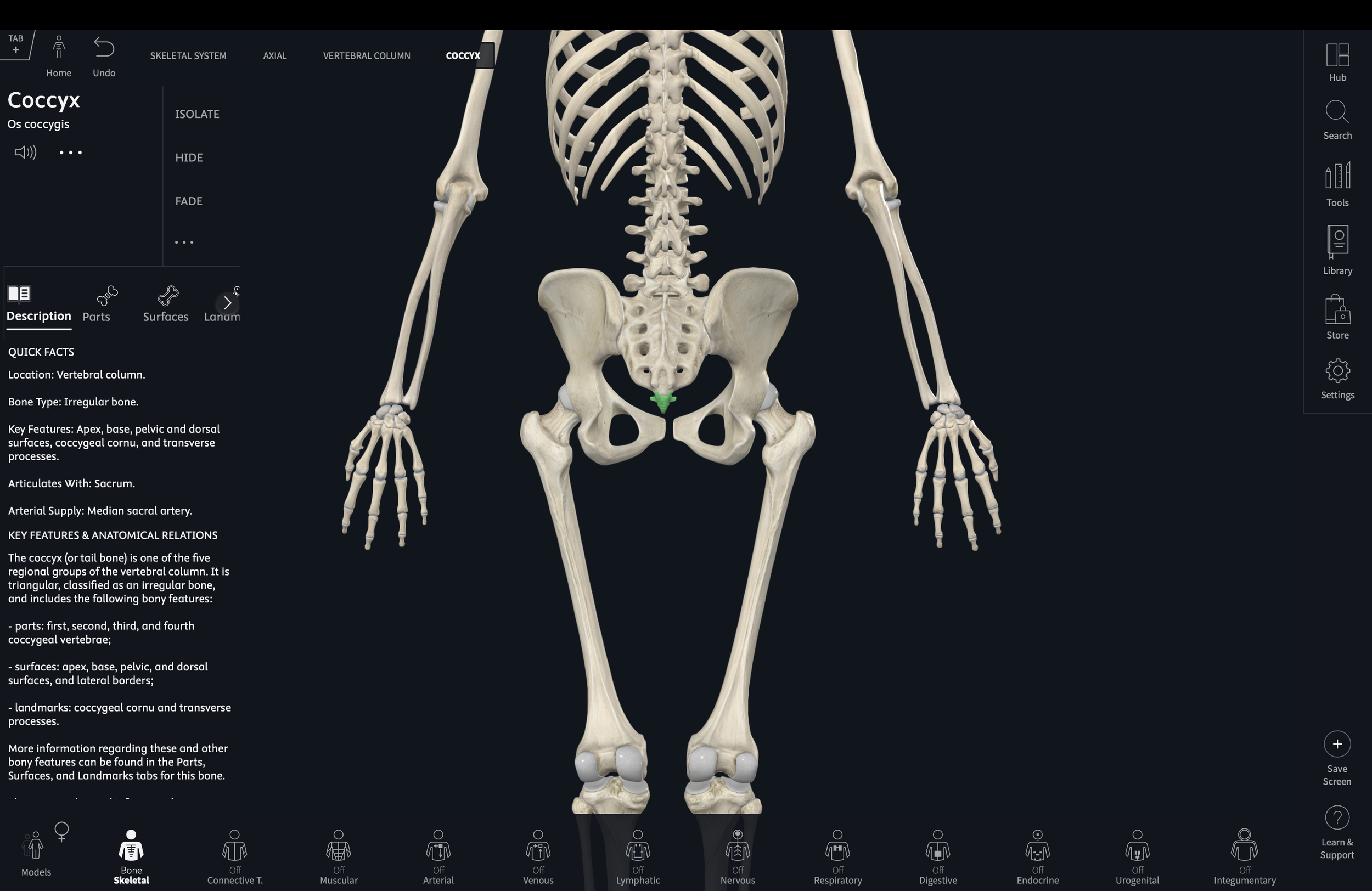 The Tailbone
