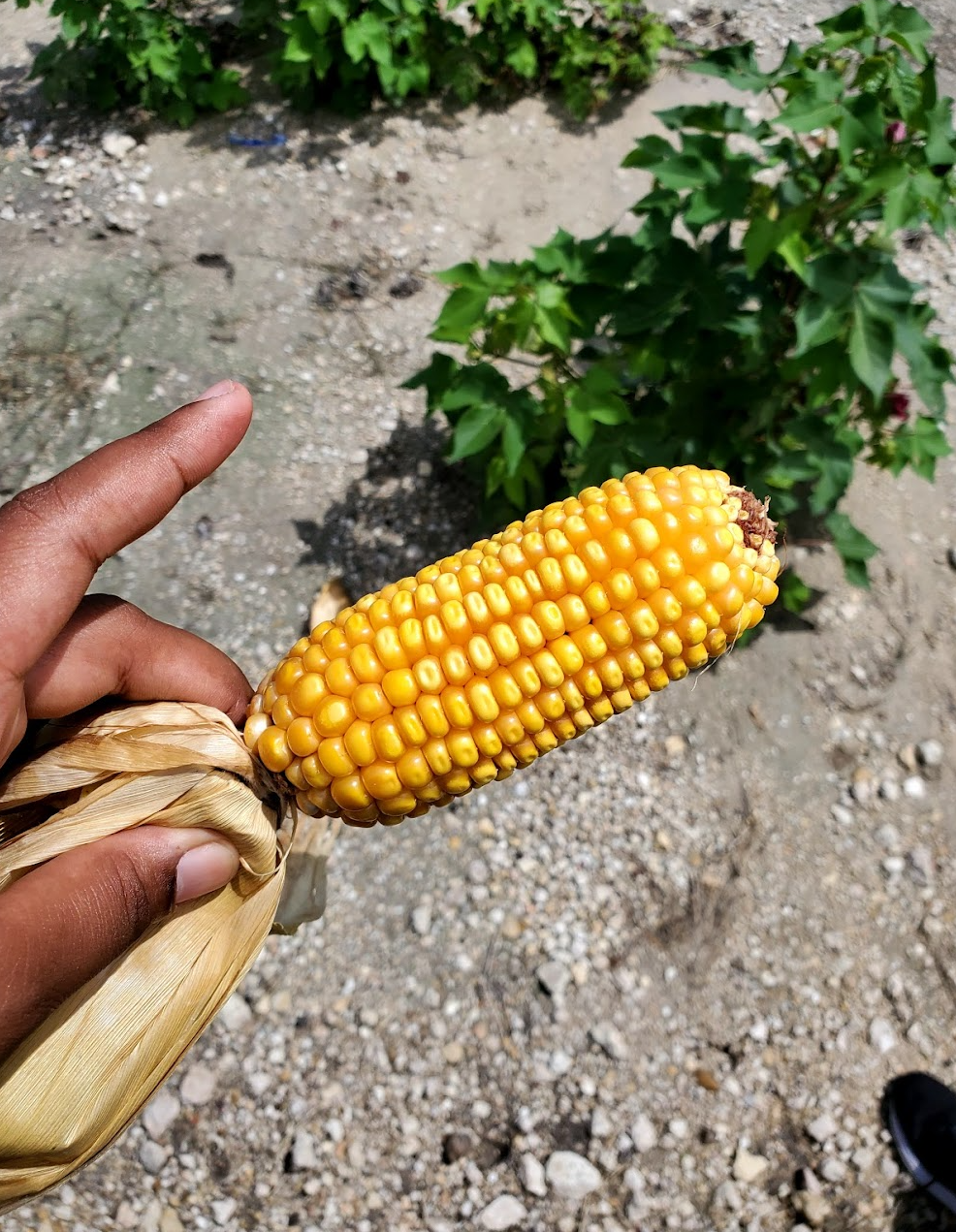 corn.PNG