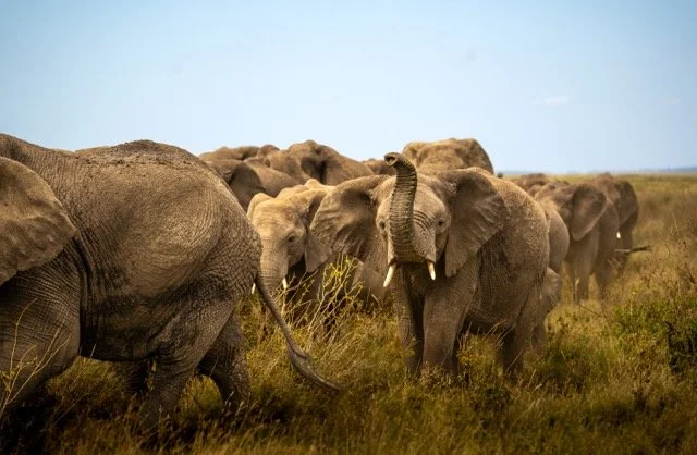 DSC04093 Medium.jpeg