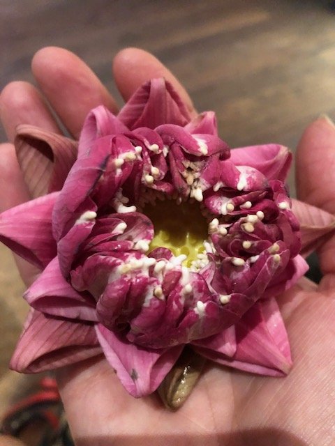 Folder lotus in hand.jpeg