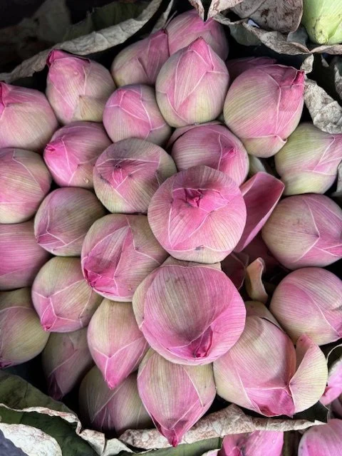 Lotus yet to bloom.jpeg