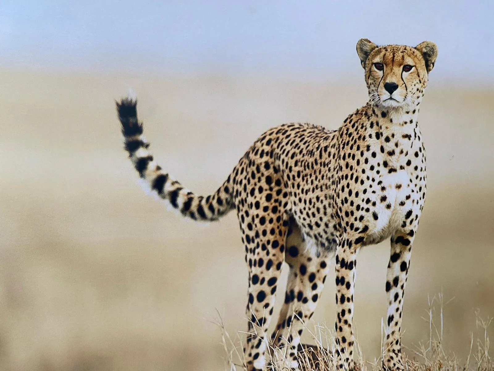 WhatsApp Image 2026-03-10 at 16.27.36.jpeg