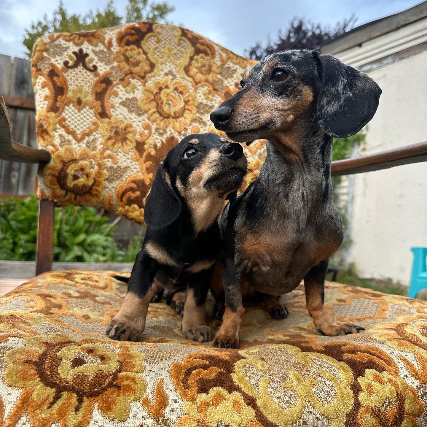 Happy 6th Birthday to Walter&rsquo;s older sister Winnie!