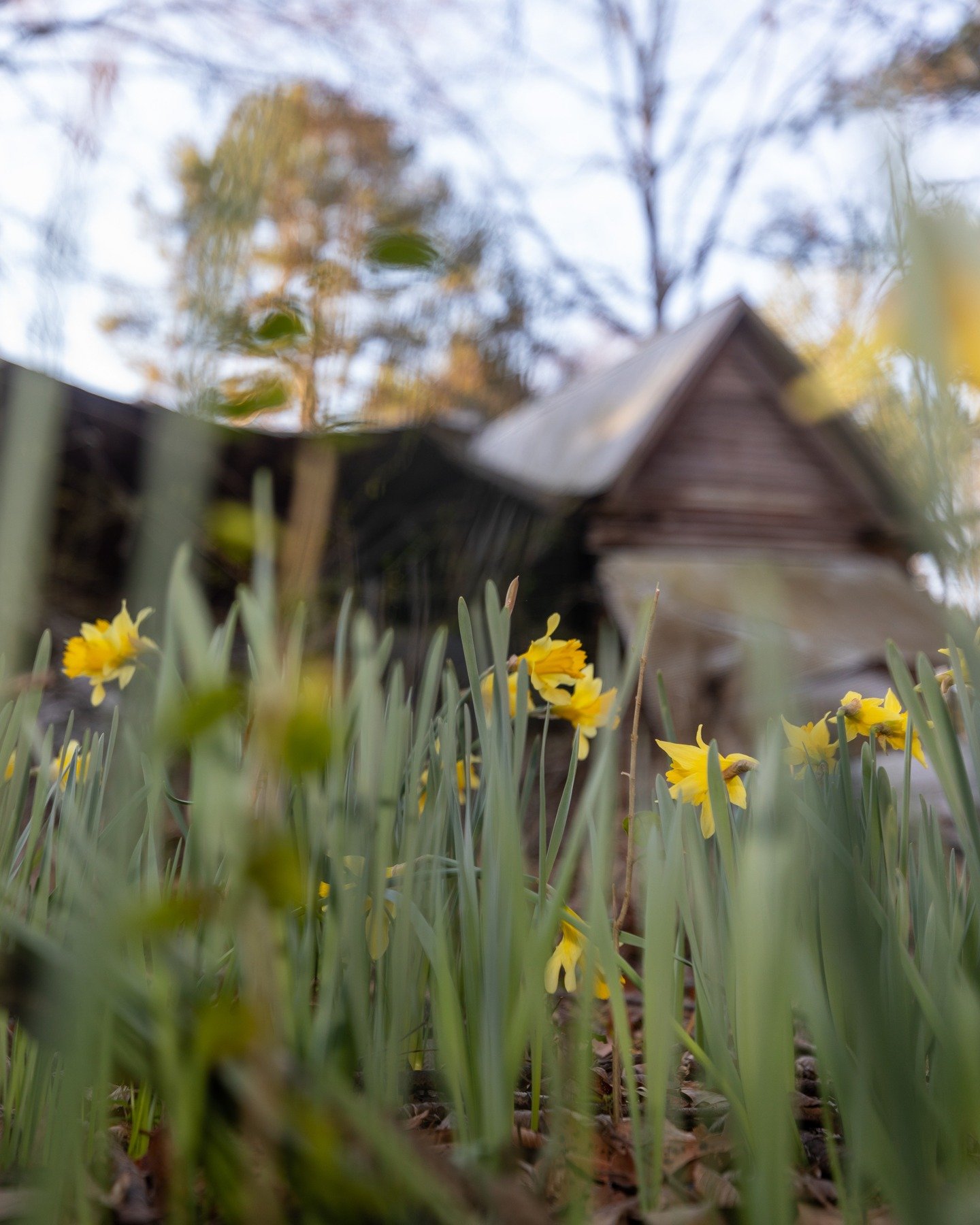We're thrilled to announce a collaboration with photographer @thadflee on a project documenting the beauty and history of Greenfield Farm. 

Many thanks to @mississippihills for helping to make this photography collection possible.

Link to the artic