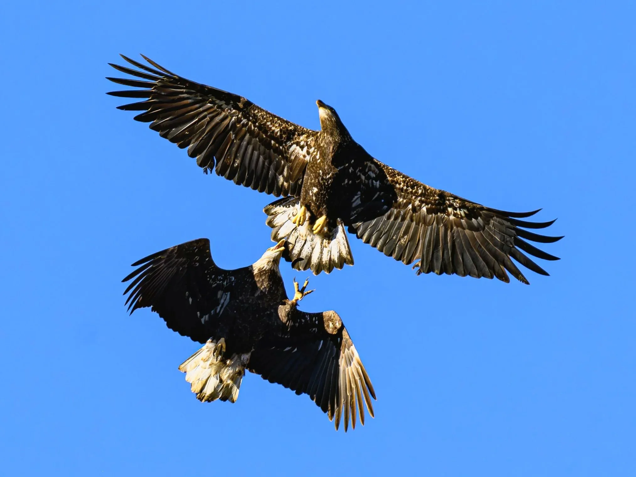 benatural_eagle-1.jpg