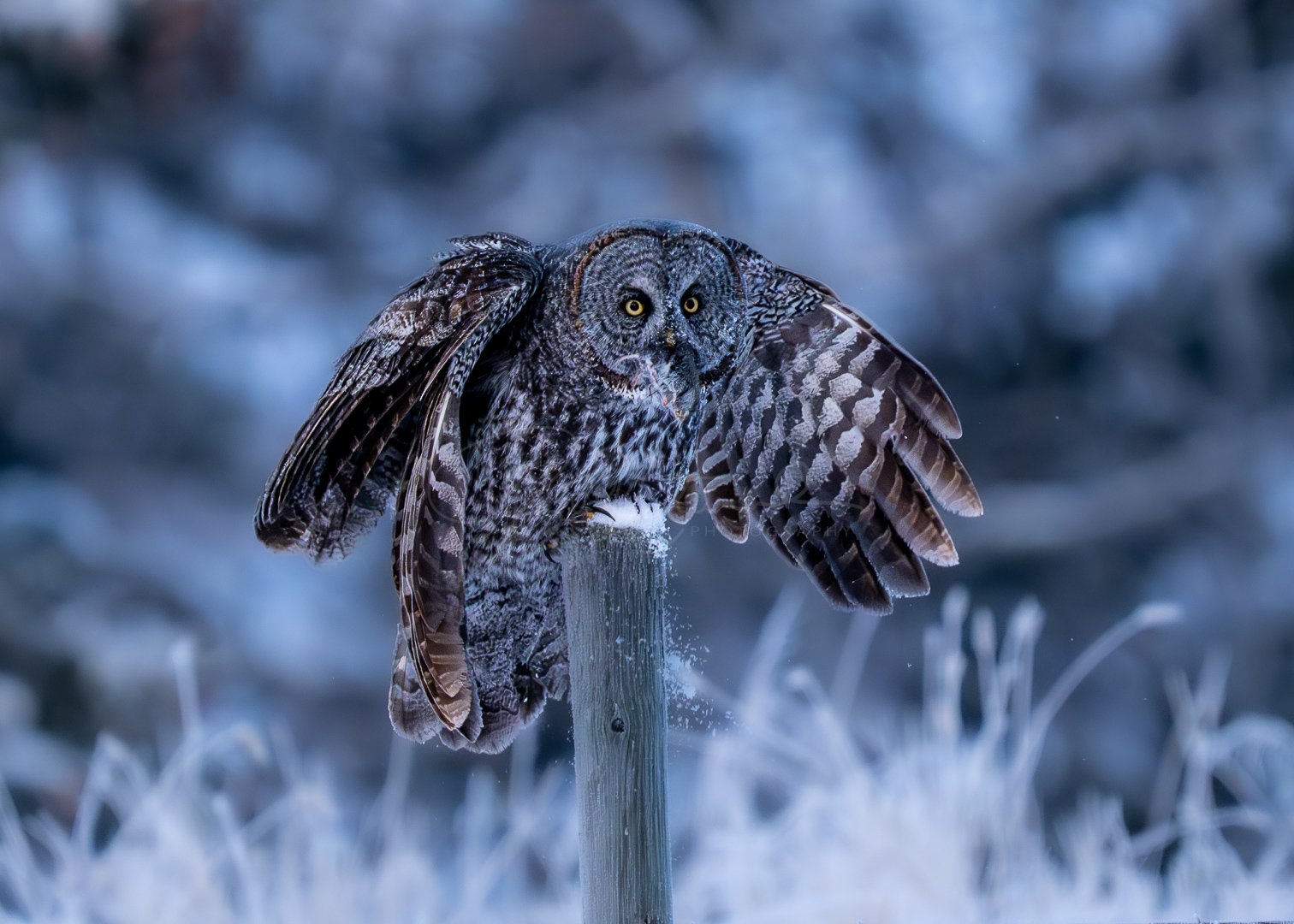 Getting The Shot - Great Gray Inspired