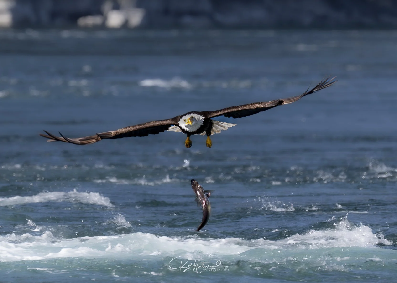 What We Can Learn from Bald Eagles and Their Recovery