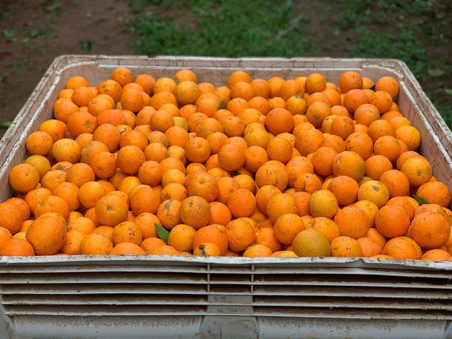 The CFM team are continuously broadening our operations, with some particular farms producing citrus

The perfect lunchbox snack!

#cfm #ruralinvestment #agriculture #ausag #customisedfarmmanagement