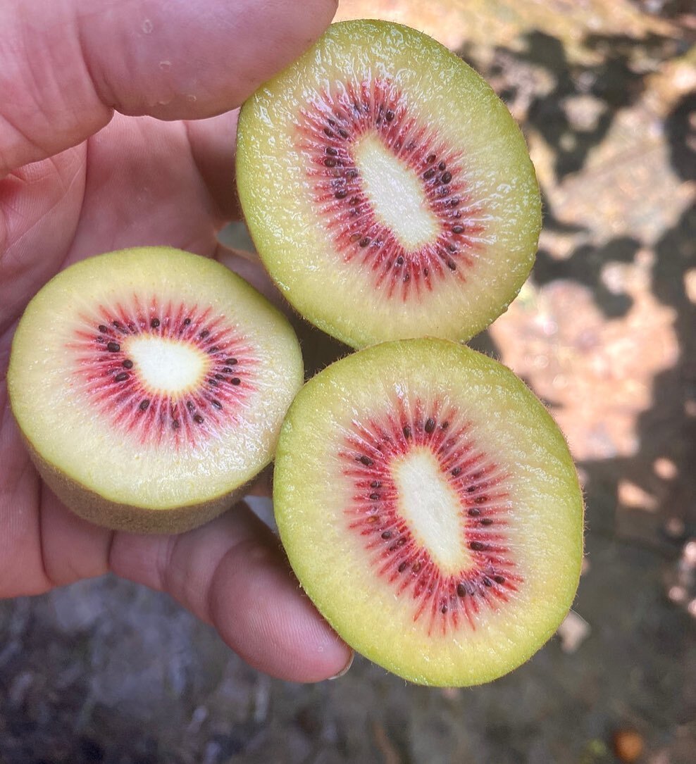 With the integration of horticultural cropping under the CFM banner, we supply red kiwis to domestic companies

Red kiwis offer similar nutritional benefits as the common kiwi, only higher amounts, with significant levels of vitamin c and potassium


