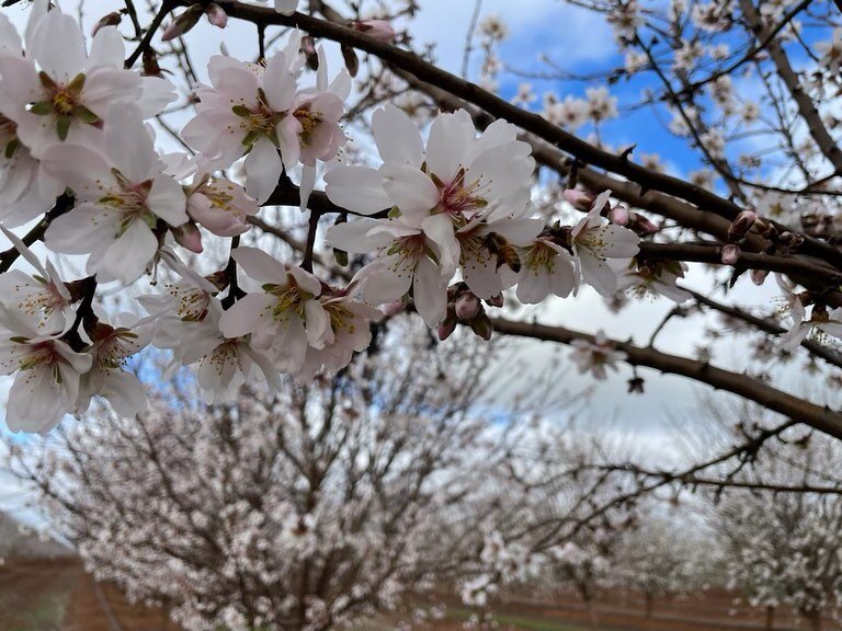 Almond pollination

Almonds are one of the earliest crops to flower in spring, with flowers consisting of five petals and a single stigma surrounded by a ring of anthers

They open before the tree produces leaves and generates both nectar and pollen

