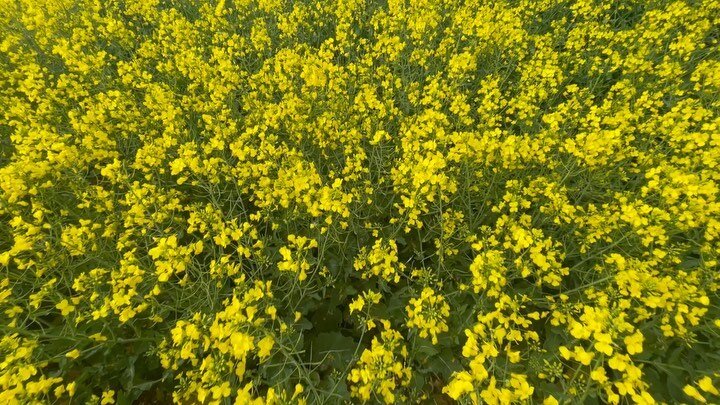 Canola in full flower

#cfm #ruralinvestment #agriculture #ausag #canola #customisedfarmmanagement