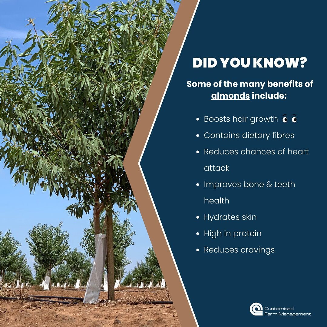 We all know someone who could benefit from an almond or 20 when it comes to hair growth! 👀

#cfm #ruralinvestment #agriculture #ausag #customisedfarmmanagement