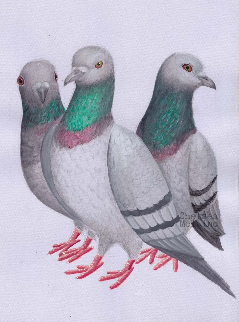 Pigeons: Gouache