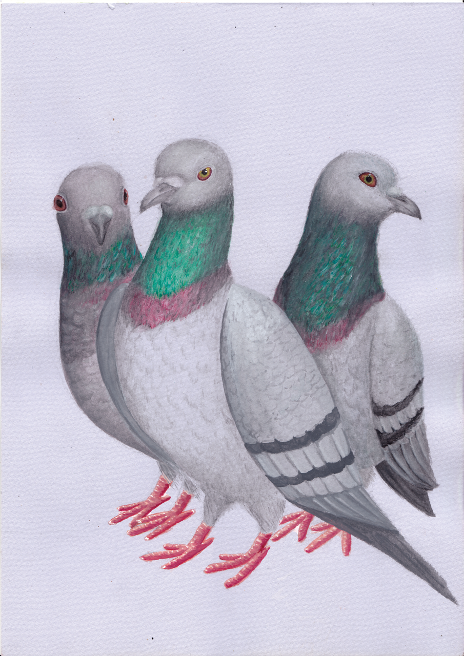 Pigeons: Gouache