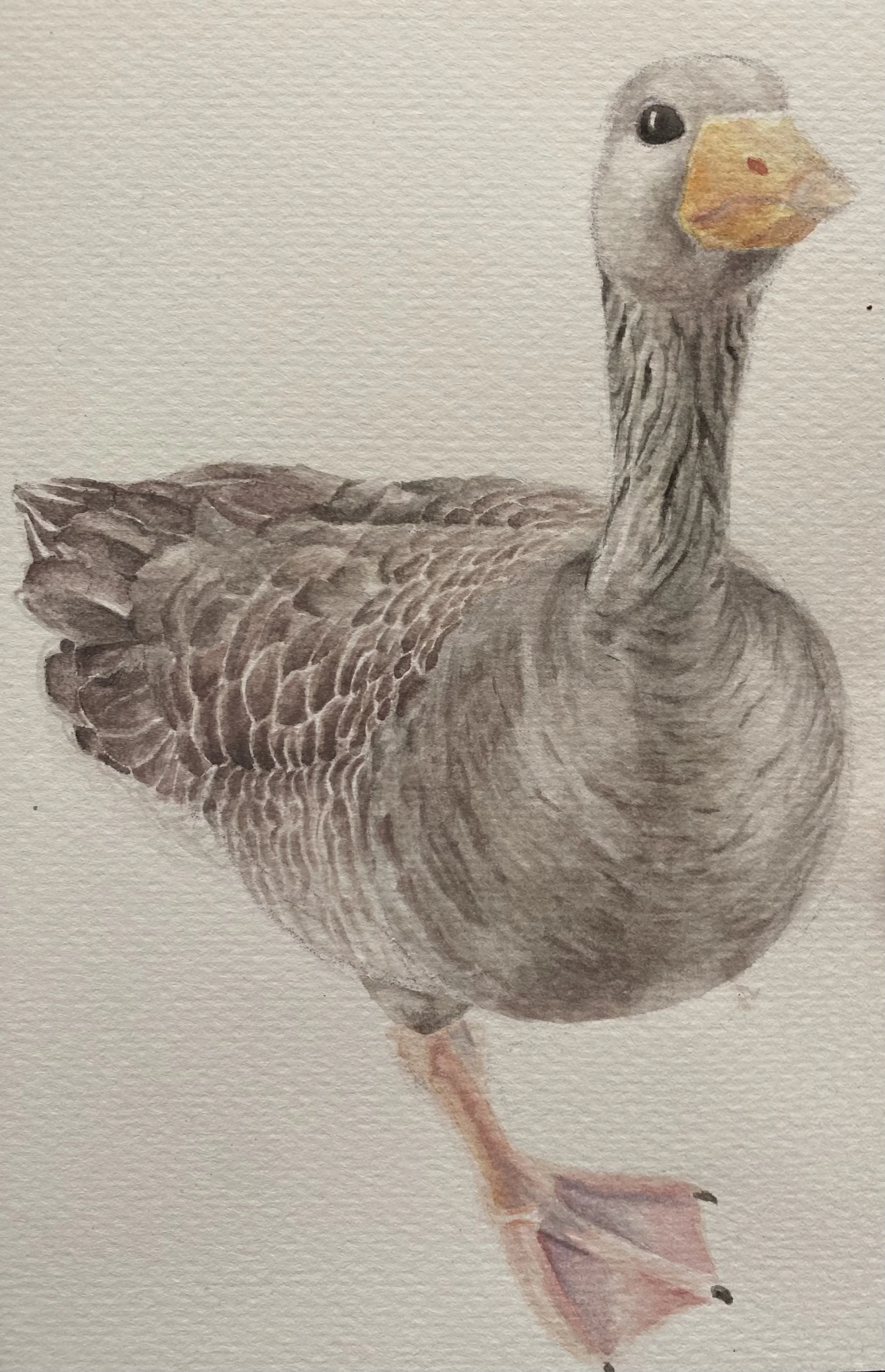 Serious Goose: Watercolour
