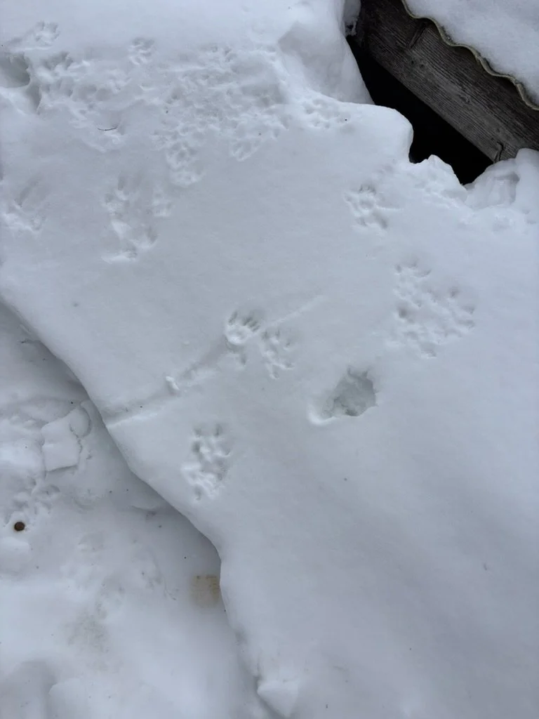 Opossum footprints in the snow by the entrance to a chicken coop