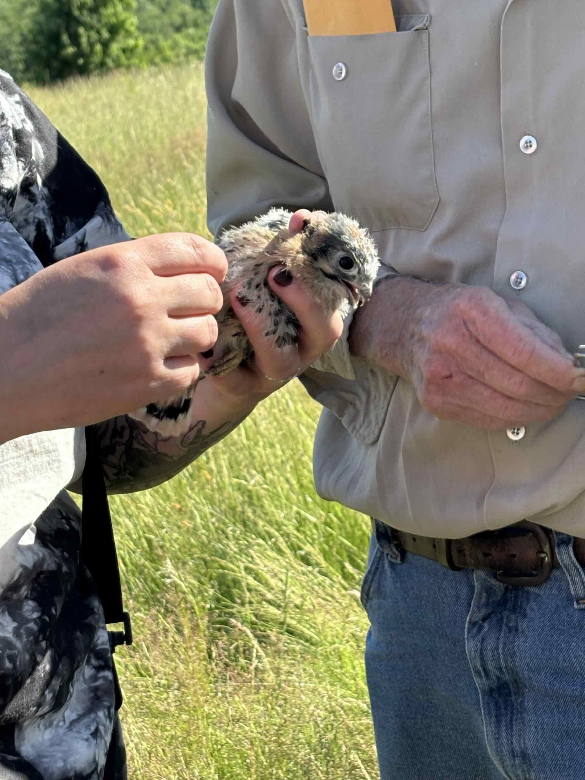 baby-kestrel-with-two-people.jpeg