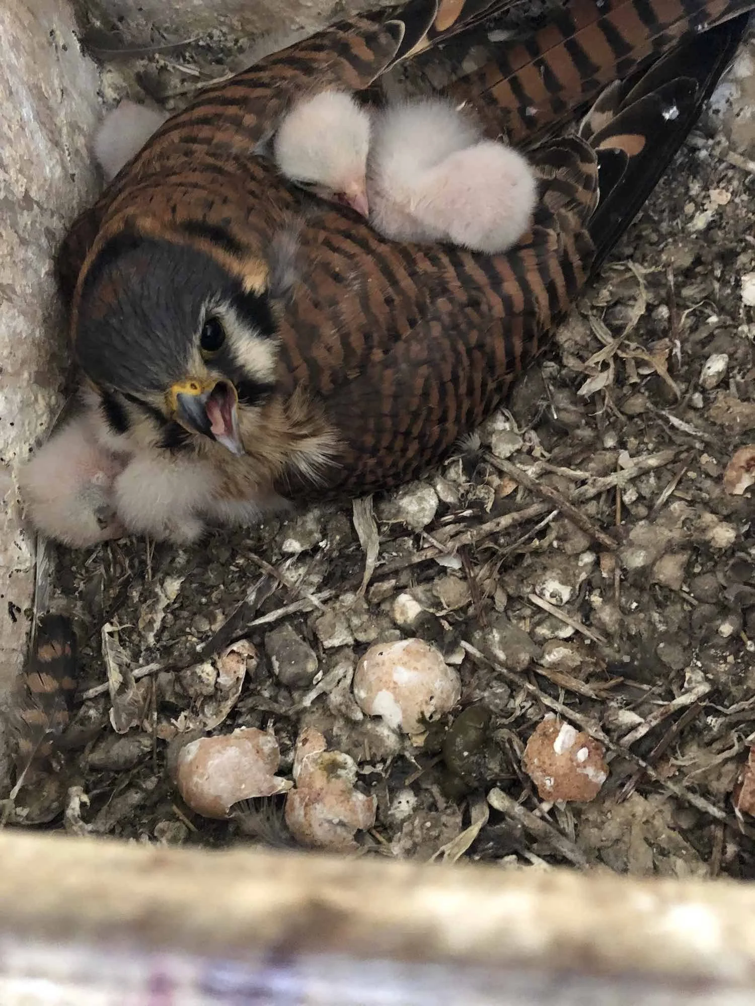 Kestrel Babies