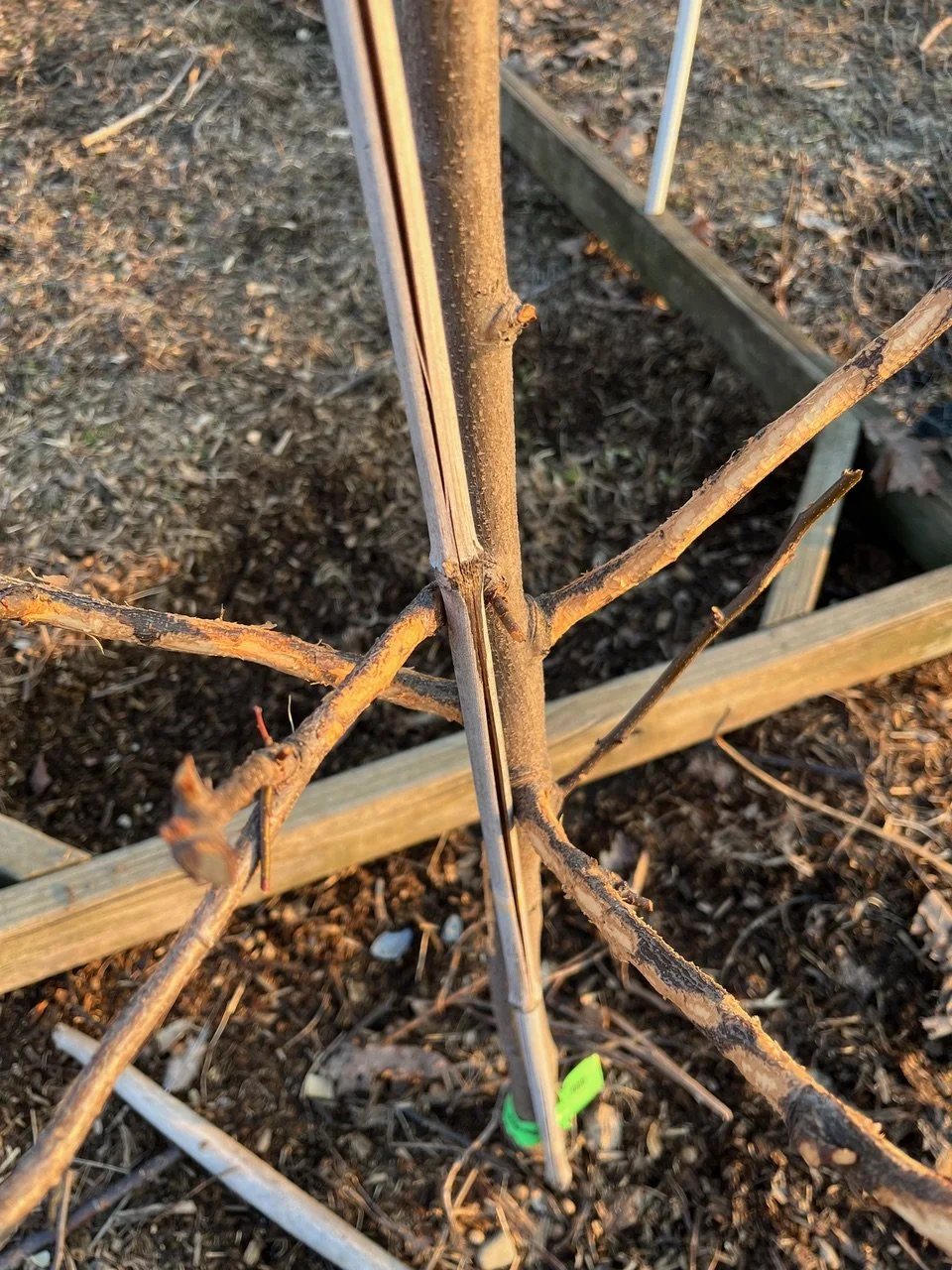 A closeup of an Apple tree stripped of bark