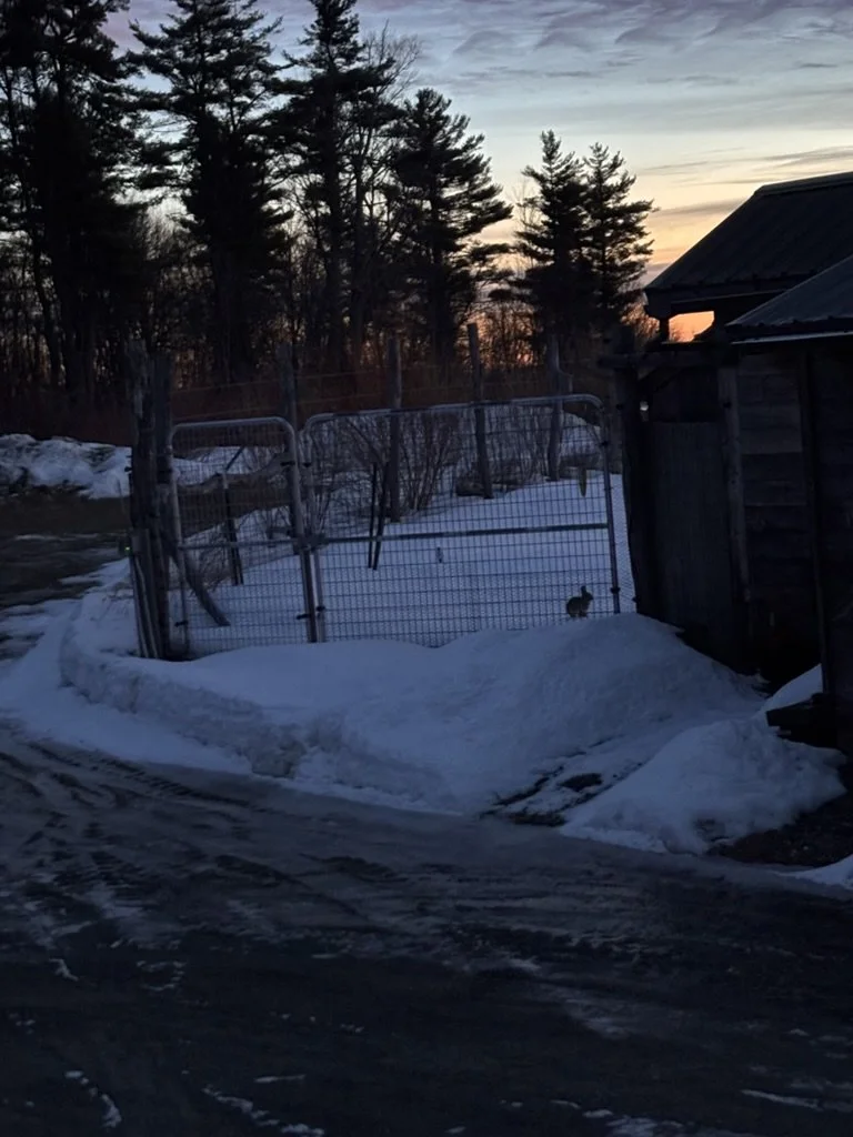 A bunny standing behind a fence in the snow