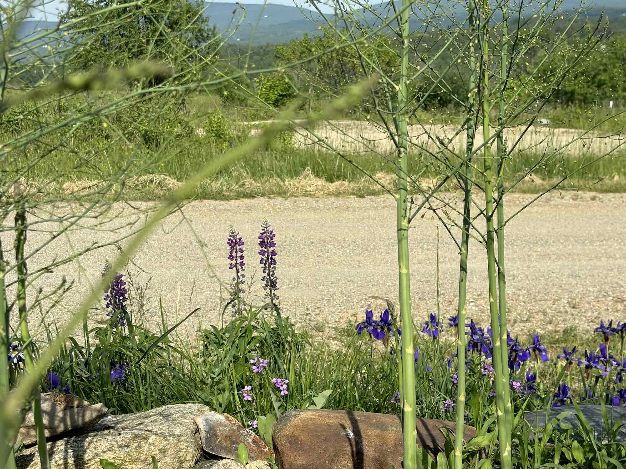 Asparagus and purple flowers growing in a garden