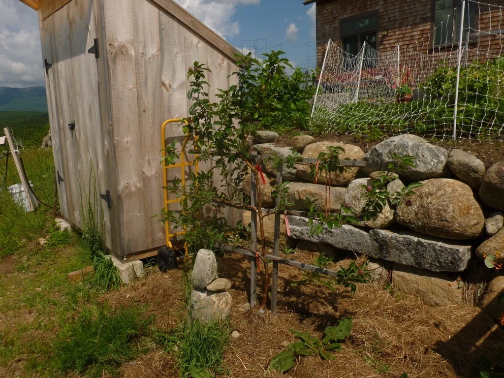A young leaf-covered, trellised apple tree