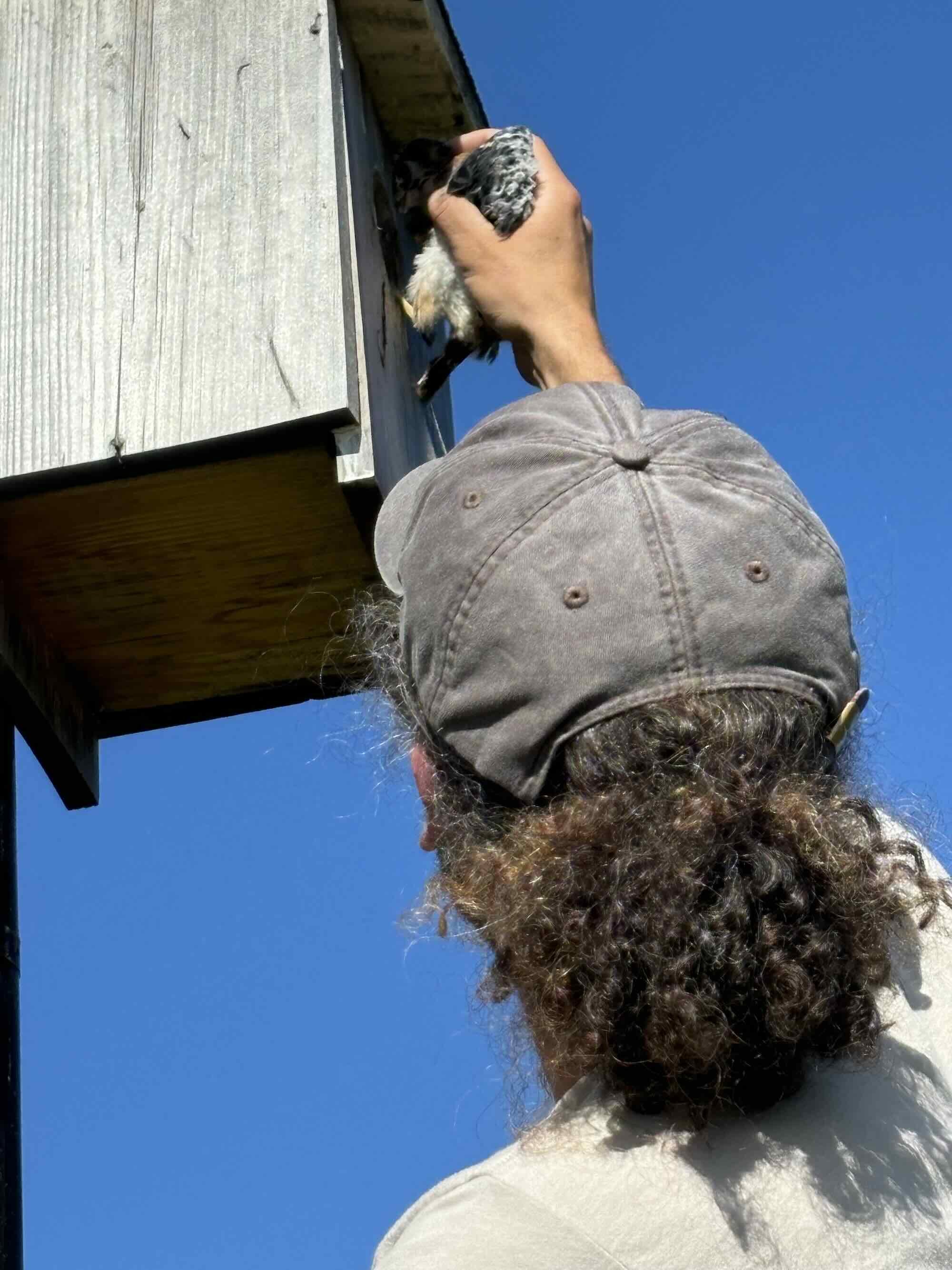 putting-baby-kestrel-in-nesting-box.jpeg