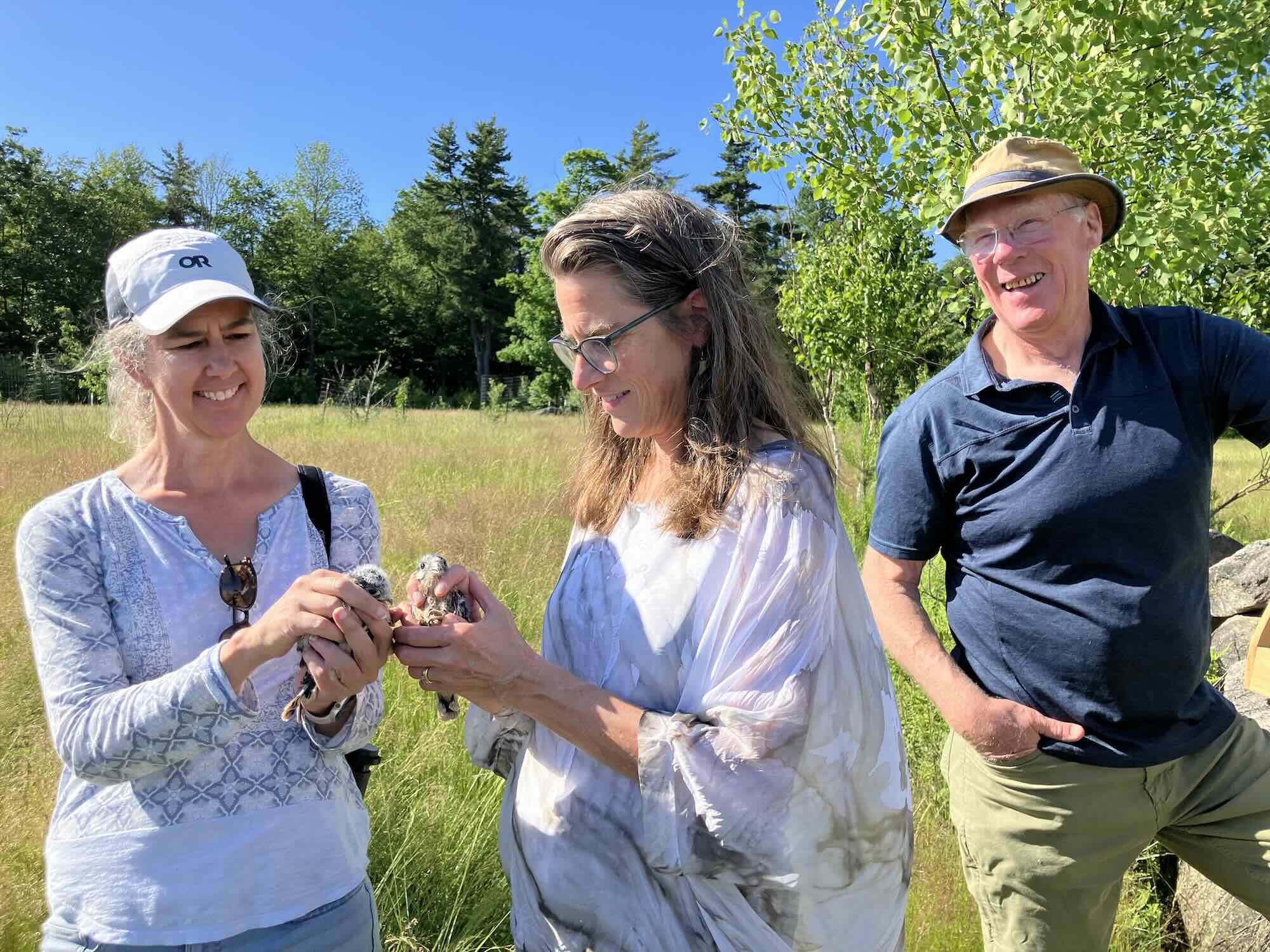 baby-american-kestrel-banding-new-england.jpeg