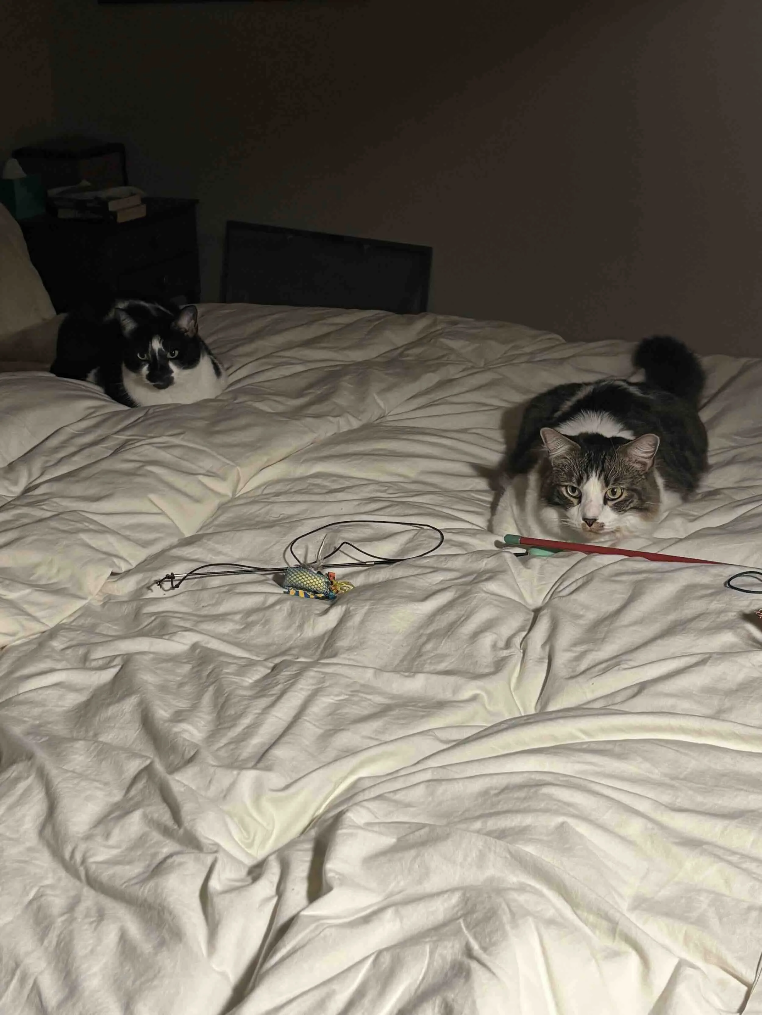 Two cats sit on a white comforter with toys, waiting for their human